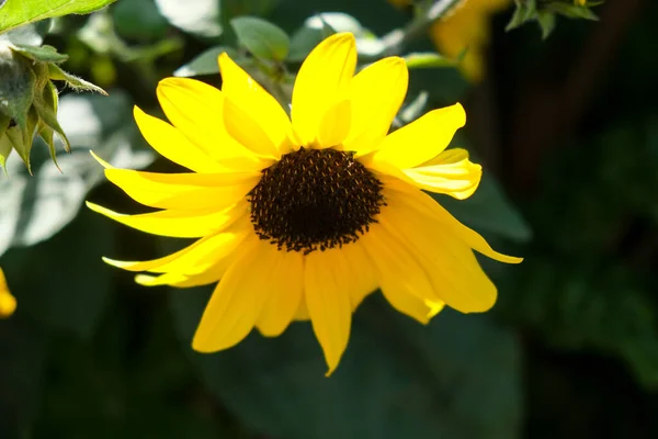 sunflower flowers in open field in summer. High quality photo