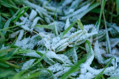 frozen grass in sub-zero temperatures. High quality photo