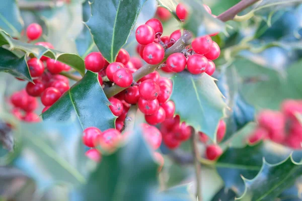 Ardisia Berries Bright Red Hedgerow Christmas High Quality Photo — Stock Fotó
