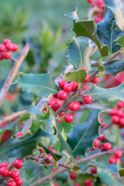 Ardisia Berries Bright Red Hedgerow Christmas High Quality Photo — Photo