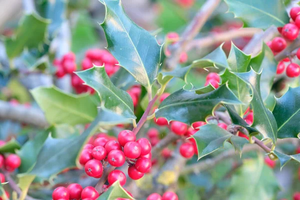 Ardisia Berries Bright Red Hedgerow Christmas High Quality Photo — Zdjęcie stockowe