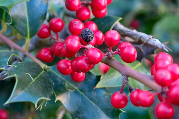 Ardisia Berries Bright Red Hedgerow Christmas High Quality Photo — Φωτογραφία Αρχείου
