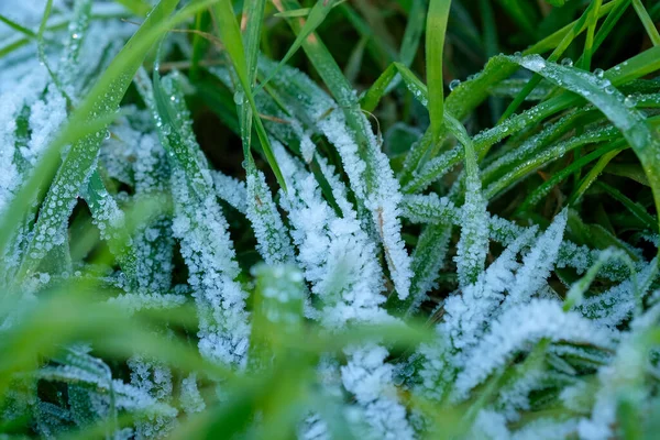 Frozen Grass Sub Zero Temperatures High Quality Photo — Stok Foto