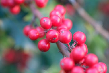 Ardisia berries bright red in hedgerow at christmas. High quality photo