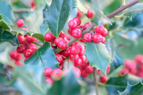 Ardisia Berries Bright Red Hedgerow Christmas High Quality Photo — Stockfoto