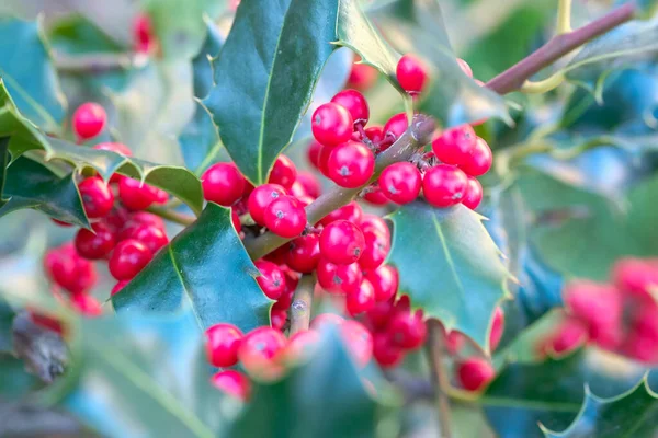 Ardisia Berries Bright Red Hedgerow Christmas High Quality Photo — Stock fotografie