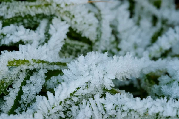 Frozen Grass Sub Zero Temperatures High Quality Photo — Foto Stock