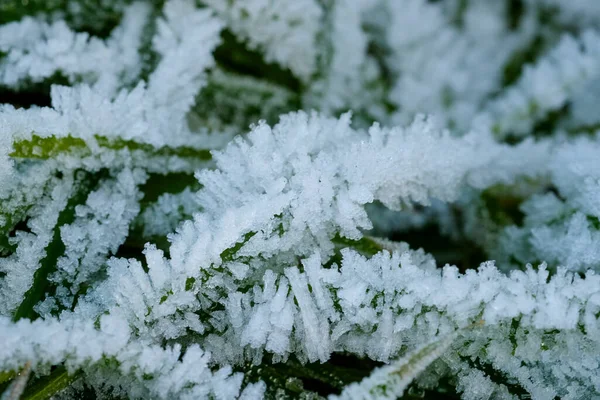 Frozen Grass Sub Zero Temperatures High Quality Photo — Stockfoto