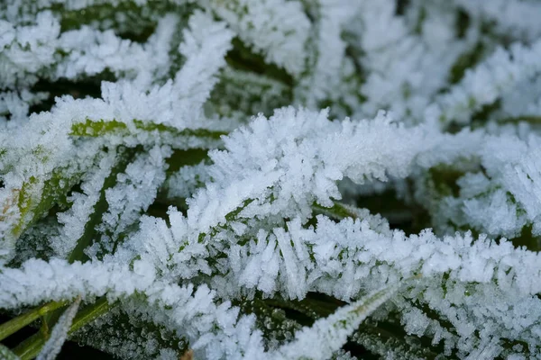 Frozen Grass Sub Zero Temperatures High Quality Photo — Fotografia de Stock