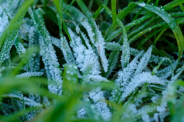 Frozen Grass Sub Zero Temperatures High Quality Photo — Stockfoto