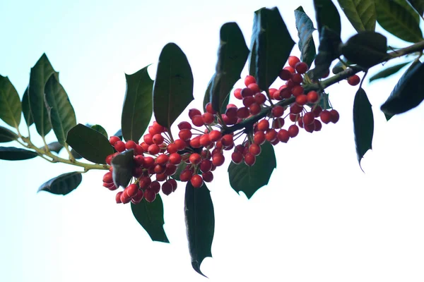 クリスマスにヘッジローで明るい赤のアリディアベリー 高品質の写真 — ストック写真