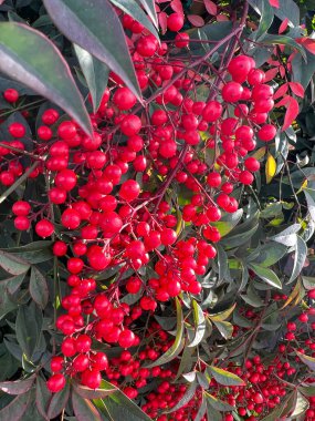 Ardisia berries bright red in hedgerow at christmas. High quality photo