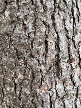 wrinkled tree bark pattern. High quality photo