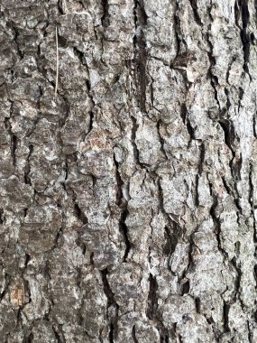 wrinkled tree bark pattern. High quality photo