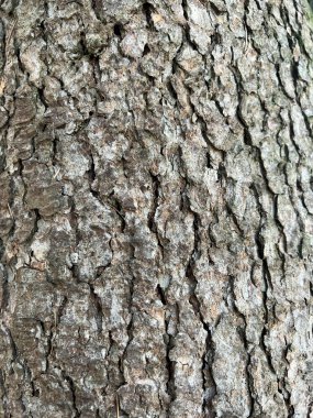 wrinkled tree bark pattern. High quality photo