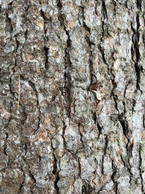 wrinkled tree bark pattern. High quality photo