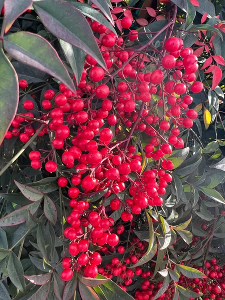 クリスマスにヘッジローで明るい赤のアリディアベリー 高品質の写真 — ストック写真