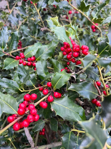 Ardisia berries bright red in hedgerow at christmas. High quality photo