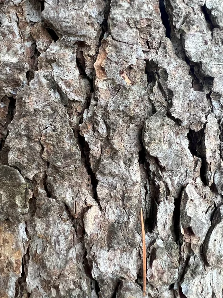 Wrinkled Tree Bark Pattern High Quality Photo — Photo