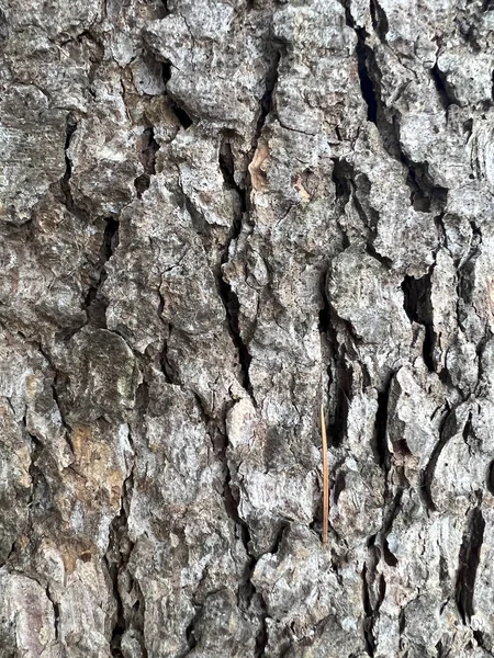 しわのある木の樹皮パターン 高品質の写真 — ストック写真