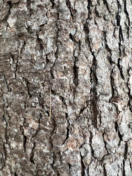 Wrinkled Tree Bark Pattern High Quality Photo — Zdjęcie stockowe