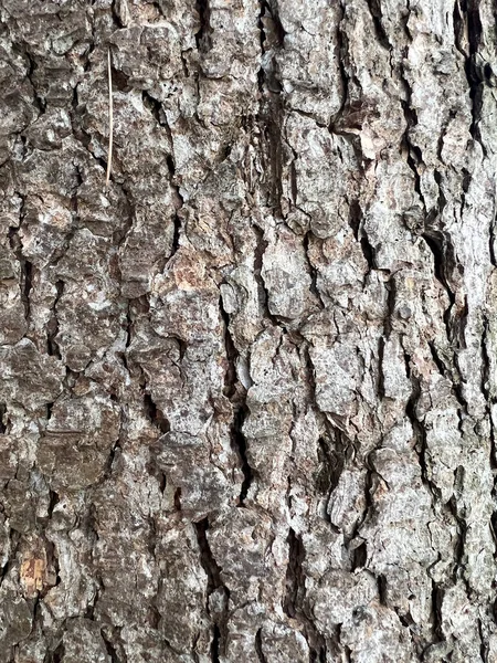 Wrinkled Tree Bark Pattern High Quality Photo — стоковое фото