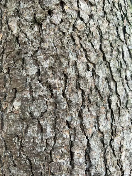 Wrinkled Tree Bark Pattern High Quality Photo — Foto de Stock