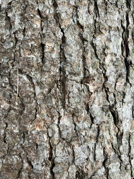 しわのある木の樹皮パターン 高品質の写真 — ストック写真