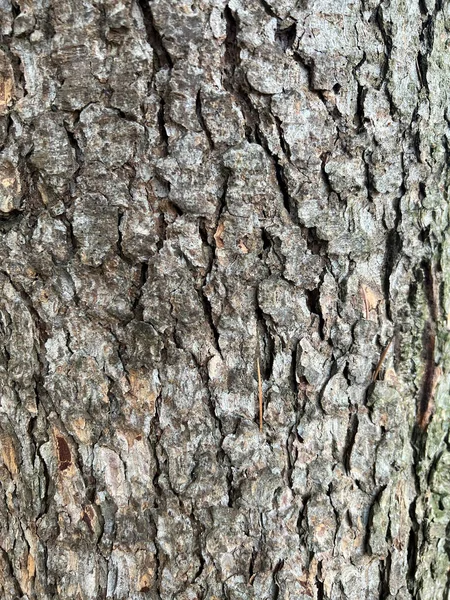 Wrinkled Tree Bark Pattern High Quality Photo — Foto de Stock