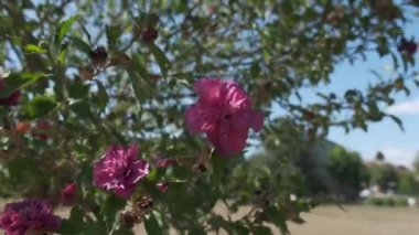 tree with pink blossom in spring. High quality 4k footage