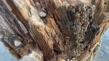 rotten tree at the edge of the lake in the Pellerina park in Turin. High quality 4k footage