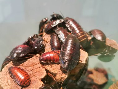 Gromphadorhina portentosa Madagascar hissing cockroaches in terrarium. High quality photo