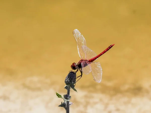 Red Dragonfly Resting Stem Hot August Day High Quality Photo — Stock fotografie