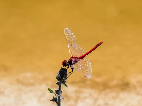 Red Dragonfly Resting Stem Hot August Day High Quality Photo — Φωτογραφία Αρχείου