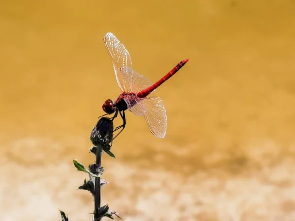Red Dragonfly Resting Stem Hot August Day High Quality Photo — 图库照片