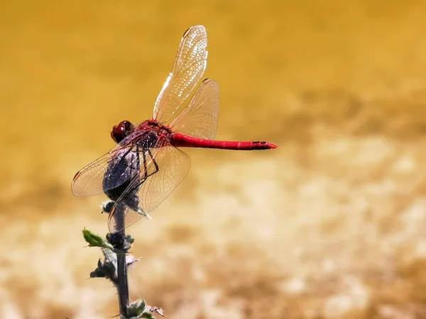 Red Dragonfly Resting Stem Hot August Day High Quality Photo — Stok fotoğraf