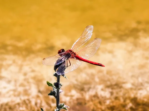Red Dragonfly Resting Stem Hot August Day High Quality Photo — стоковое фото