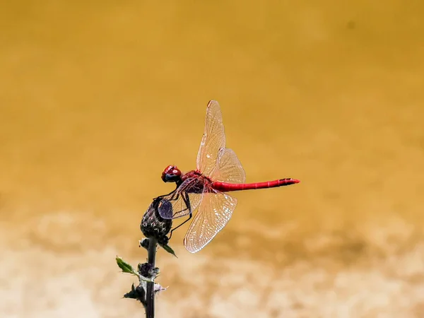 Red Dragonfly Resting Stem Hot August Day High Quality Photo — kuvapankkivalokuva