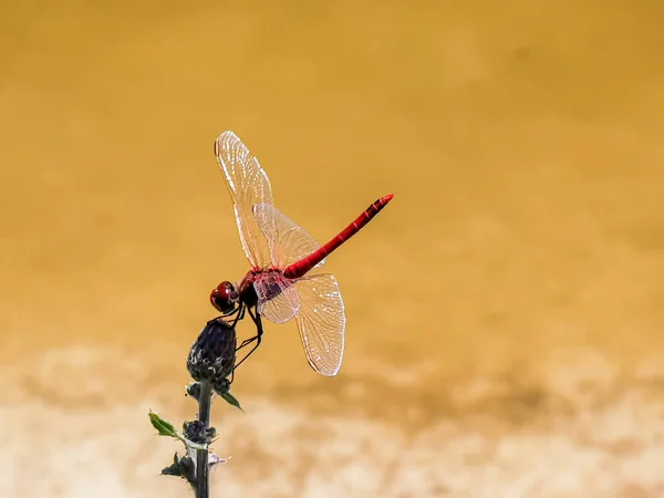 Red Dragonfly Resting Stem Hot August Day High Quality Photo — стоковое фото