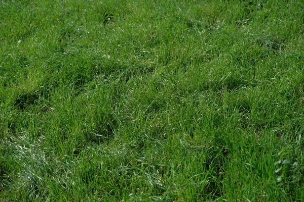 背の高い草の緑の牧草地 高品質の写真 — ストック写真