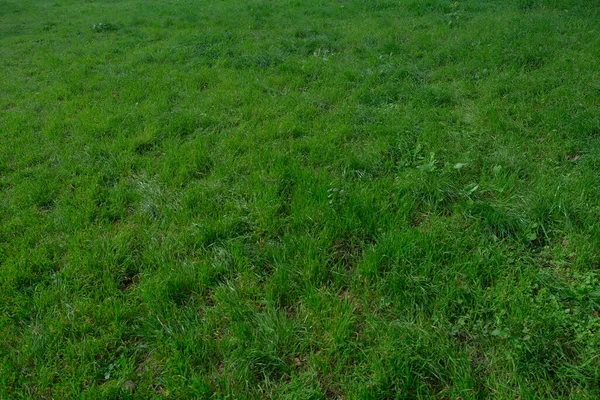 背の高い草の緑の牧草地 高品質の写真 — ストック写真