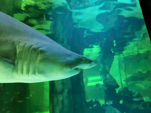 Большая Акула Быка Аквариуме Высокое Качество Фото — стоковое фото