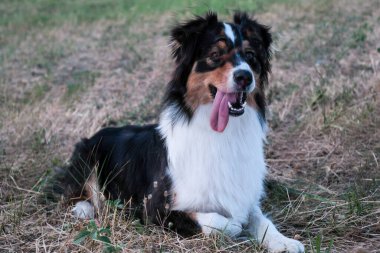 tricolor border collie at sunset. High quality photo