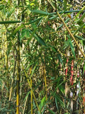 lush bamboo forest background. High quality photo