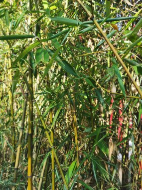 lush bamboo forest background. High quality photo