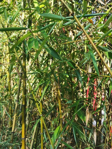 Lush Bamboo Forest Background High Quality Photo — Foto de Stock