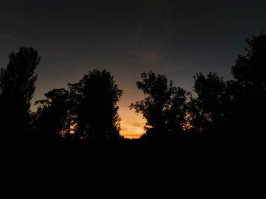 sunset between tall trees. High quality photo