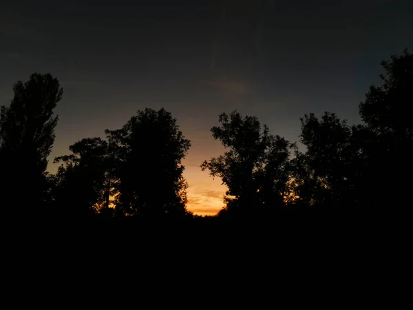 Захід Сонця Між Високими Деревами Високоякісна Фотографія — стокове фото