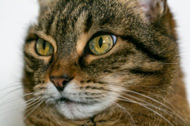 portrait of domestic cat with details of the eyes. High quality photo