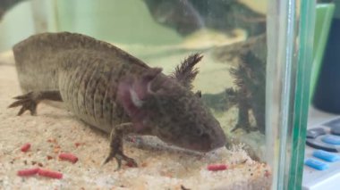 Akvaryum beslemelerinde vahşi renklere sahip axolotl. Yüksek kalite 4k görüntü